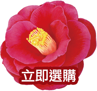 0秒等待 Salon級圓美髮絲 Tsubaki官方網站